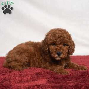 Jo, Cavapoo Puppy